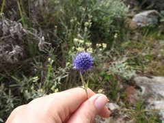Eryngium eriophorum