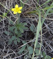 Ranunculus polyrhizos