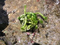 Cymopolia barbata