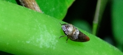 Eoscarta