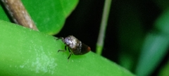 Eoscarta