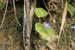 Microchirita rupestris