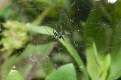 Microlinyphia sterilis