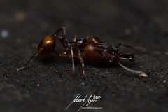 Orectognathus versicolor