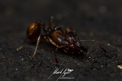 Orectognathus versicolor