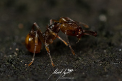 Orectognathus versicolor