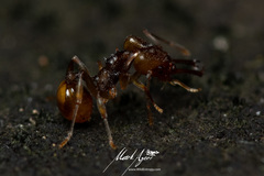 Orectognathus versicolor