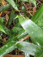 Insecta