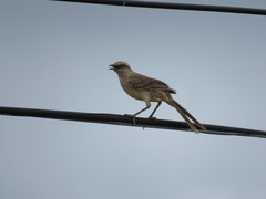 Mimus saturninus