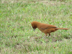 Pseudoseisura unirufa