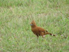 Pseudoseisura unirufa