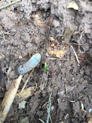 Coleoptera