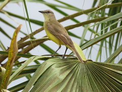 Machetornis rixosa