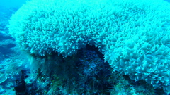 Physogyra lichtensteini