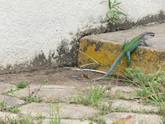 Ameiva ameiva