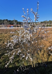 Prunus amygdalus
