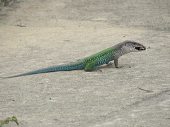 Ameiva ameiva