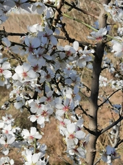 Prunus amygdalus