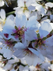Prunus amygdalus