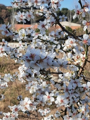 Prunus amygdalus