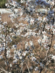 Prunus amygdalus