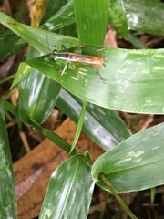 Insecta