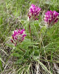 Pedicularis dasystachys