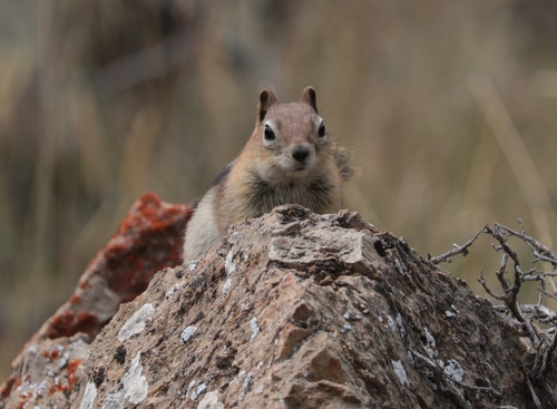 Common Golden-mantled Ground Squirrel, photo 9 of 9
