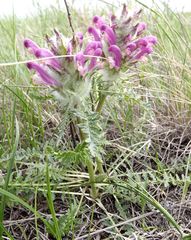 Pedicularis dasystachys