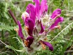 Pedicularis dasystachys