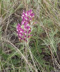 Pedicularis dasystachys