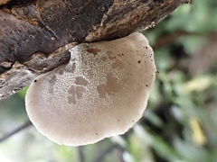 Hohenbuehelia reniformis