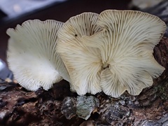 Hohenbuehelia reniformis