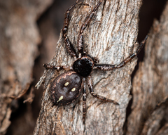 Tharpyna campestrata