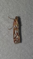 Acrobasis porphyrella