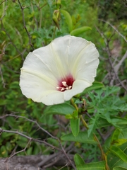 Distimake kentrocaulos