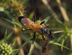 Sphex flavipennis