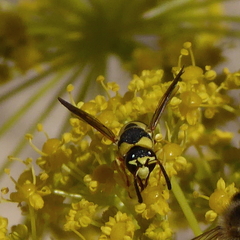 Euodynerus variegatus