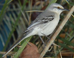 Mimus gilvus rostratus