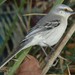 Southern Caribbean Tropical Mockingbird - Photo (c) Ali and Brice, some rights reserved (CC BY-NC), uploaded by Ali and Brice