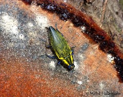 Cyphogastra bruynii