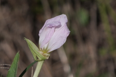 Oenothera centaurifolia