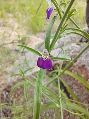 Justicia divaricata