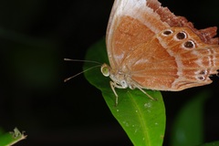 Abisara saturata kausambioides