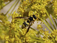 Euodynerus variegatus