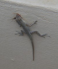 Anolis bonairensis