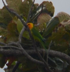 Eupsittula pertinax xanthogenia