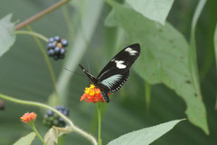 Heliconius doris viridis