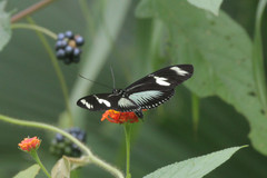 Heliconius doris viridis
