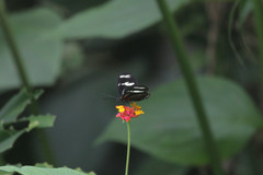 Heliconius doris viridis